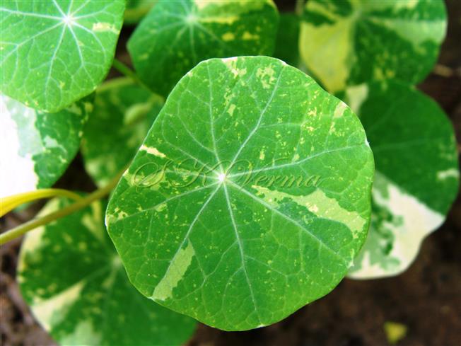  Leaf (Adaxial view)